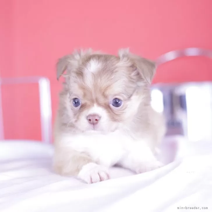 ID：2411-06037の子犬