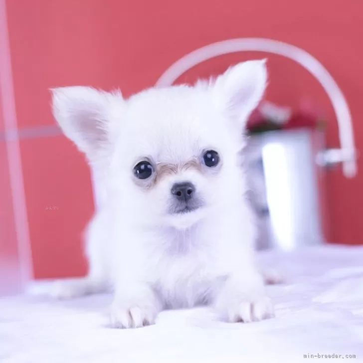 ID：2505-04536の子犬