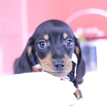 カニンヘンダックスフンド(スムース)【愛知県・男の子・2025年7月11日・ブラックタン】の写真「ブリーダーアワード💗全国１～３位💗累計40冠」