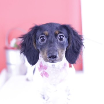 ミニチュアダックスフンド(ロング)【愛知県・女の子・2024年12月15日・ブラックタンパイボールド♡】の写真「ブリーダーアワード💗全国１～３位💗累計38冠」