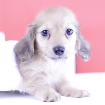 カニンヘンダックスフンド(ロング)【愛知県・男の子・2025年3月31日・シェーデッドイエロー♡】の写真「写真は大きく写ってますが、小さな可愛い男の子です。」