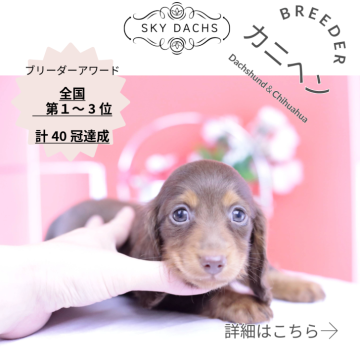 カニンヘンダックスフンド(ロング)【愛知県・女の子・2025年9月19日・チョコタン♡】の写真「ブリーダーアワード💗全国１～３位💗累計40冠」