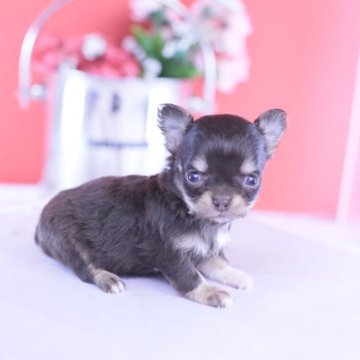 チワワ(ロング)【愛知県・女の子・2025年11月4日・チョコタン&ホワイト】の写真「ブリーダーアワード💗全国１～３位💗累計40冠」