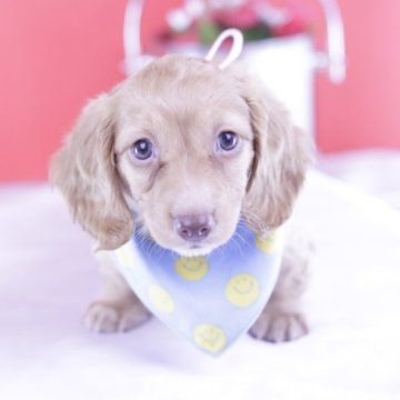 ミニチュアダックスフンド(ロング)【愛知県・男の子・2025年2月17日・ゴールド】の写真「ブリーダーアワード💗全国1~3位💗累計38冠」