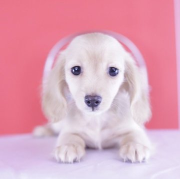 カニンヘンダックスフンド(ロング)【愛知県・男の子・2024年11月15日・イエロー】の写真「ブリーダーアワード💗全国１～３位💗累計38冠」