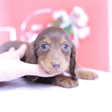 カニンヘンダックスフンド(ロング)【愛知県・女の子・2025年9月19日・チョコタン♡】の写真「ブリーダーアワード💗全国１～３位💗累計40冠」