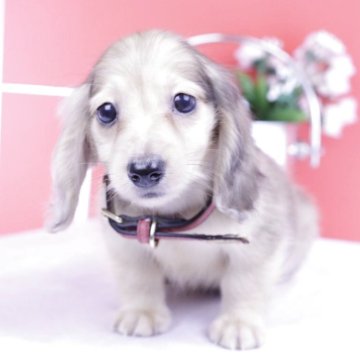 カニンヘンダックスフンド(ロング)【愛知県・男の子・2025年8月30日・イエローダップル】の写真「ブリーダーアワード💗全国１～３位💗累計40冠」