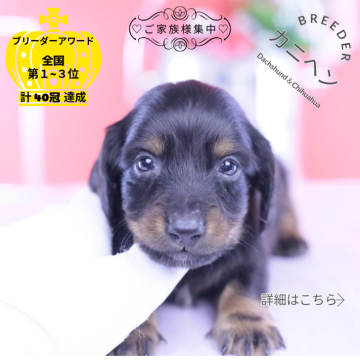 カニンヘンダックスフンド(ロング)【愛知県・男の子・2025年11月4日・ブラックタン】の写真「ブリーダーアワード💗全国１～３位💗累計40冠」