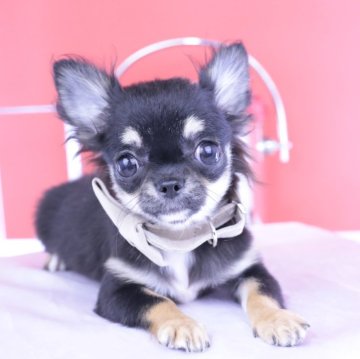 チワワ(ロング)【愛知県・女の子・2025年5月13日・ブラックタン】の写真「ブリーダーアワード💗全国１～３位💗累計40冠」