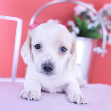 ミニチュアダックスフンド(スムース)【愛知県・女の子・2025年9月28日・クリームパイボールド♡】の写真「ブリーダーアワード💗全国１～３位💗累計40冠」