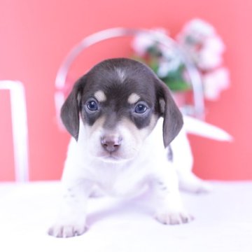 ミニチュアダックスフンド(スムース)【愛知県・男の子・2025年9月24日・チョコタンパイボールド】の写真「ブリーダーアワード💗全国１～３位💗累計40冠」