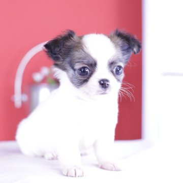 チワワ(ロング)【愛知県・男の子・2024年11月7日・ホワイト&レッド】の写真「チワワアワード全国１～３位💗計１２冠」