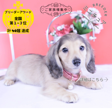 ミニチュアダックスフンド(ロング)【愛知県・女の子・2025年9月20日・シェーデッドイエロー】の写真「ブリーダーアワード💗全国１～３位💗累計40冠」