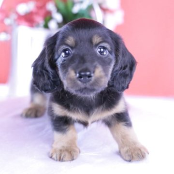 カニンヘンダックスフンド(ロング)【愛知県・女の子・2025年9月22日・ブラックタン♡】の写真「ブリーダーアワード💗全国１～３位💗累計40冠」