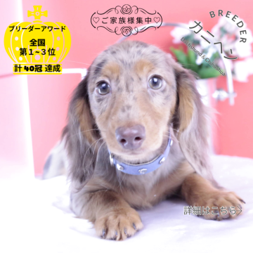 カニンヘンダックスフンド(ロング)【愛知県・男の子・2025年7月21日・チョコダップル】の写真「ブリーダーアワード💗全国１～３位💗累計40冠」