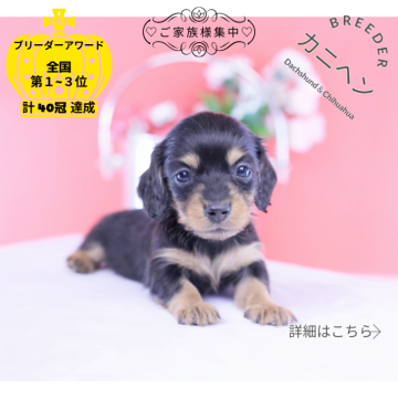 カニンヘンダックスフンド(ロング)【愛知県・女の子・2025年11月7日・ブラックタン】の写真「ブリーダーアワード💗全国１～３位💗累計40冠」