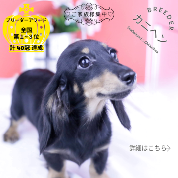 カニンヘンダックスフンド(ロング)【愛知県・女の子・2025年6月15日・ブラックイエロー♡】の写真「ブリーダーアワード💗全国１～３位💗累計40冠」