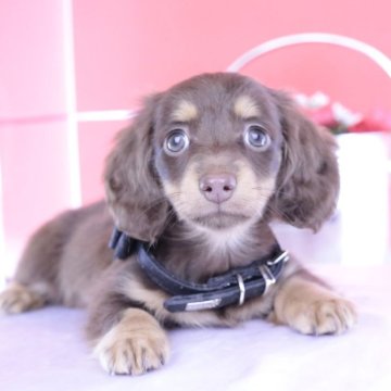 ミニチュアダックスフンド(ロング)【愛知県・女の子・2025年7月3日・チョコイエロー】の写真「ブリーダーアワード💗全国１～３位💗累計40冠」