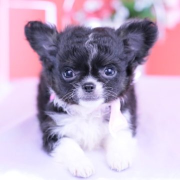 チワワ(ロング)【愛知県・女の子・2025年9月11日・ブラック&ホワイト】の写真「ブリーダーアワード💗全国１～３位💗累計40冠」