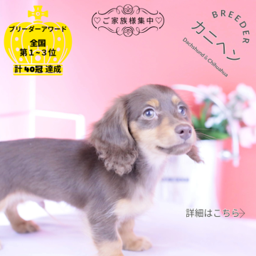 カニンヘンダックスフンド(ロング)【愛知県・男の子・2025年8月30日・チョコタン】の写真「ブリーダーアワード💗全国１～３位💗累計40冠」