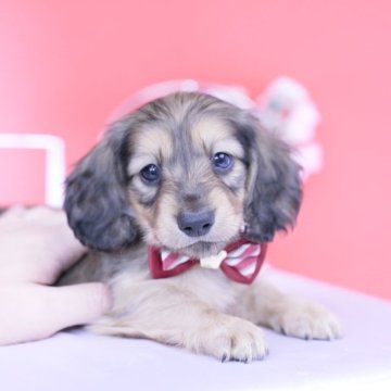 ミニチュアダックスフンド(ロング)【愛知県・男の子・2025年9月20日・シェーデッドイエロー】の写真「ブリーダーアワード💗全国１～３位💗累計40冠」