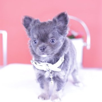 チワワ(ロング)【愛知県・女の子・2025年2月22日・ブルータン】の写真「ブリーダーアワード💗全国１～３位💗累計38冠」