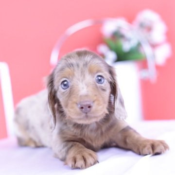 ミニチュアダックスフンド(ロング)【愛知県・男の子・2025年9月19日・チョコダップル】の写真「ブリーダーアワード💗全国1~3位💗累計40冠」