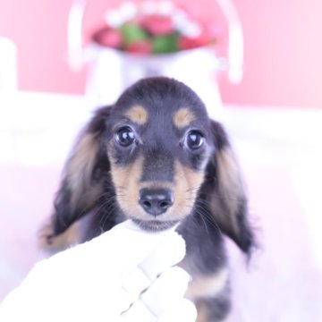 カニンヘンダックスフンド(ロング)【愛知県・男の子・2025年4月29日・ブラックタン】の写真「ブリーダーアワード💗全国１～３位💗累計40冠」