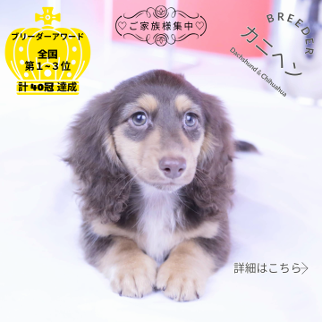 カニンヘンダックスフンド(ロング)【愛知県・男の子・2025年9月16日・チョコイエロー】の写真「ブリーダーアワード💗全国１～３位💗累計40冠　」