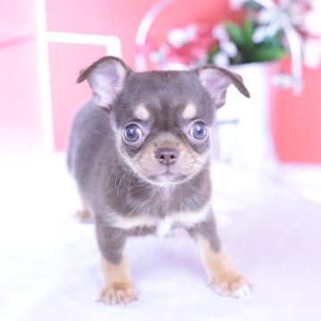 チワワ(スムース)【愛知県・男の子・2025年9月24日・チョコタン】の写真「ブリーダーアワード💗全国１～３位💗累計40冠」