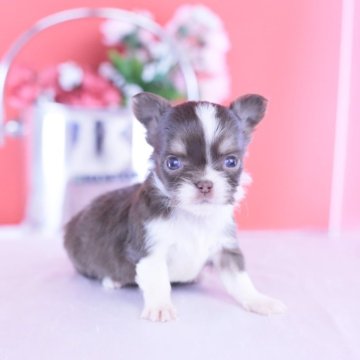 チワワ(ロング)【愛知県・男の子・2025年11月4日・チョコタン&ホワイト】の写真「ブリーダーアワード💗全国１～３位💗累計40冠」