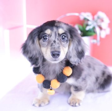 ミニチュアダックスフンド(ロング)【愛知県・女の子・2025年8月17日・シルバーダップル♡】の写真「ブリーダーアワード💗全国１～３位💗累計40冠」