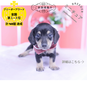 ミニチュアダックスフンド(スムース)【愛知県・女の子・2025年11月10日・ブラックイエロー】の写真「ブリーダーアワード💗全国１～３位💗累計40冠」
