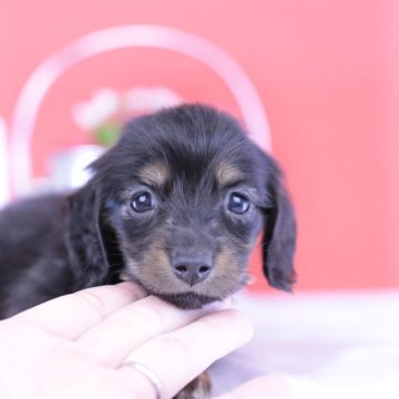 カニンヘンダックスフンド(ロング)【愛知県・男の子・2025年8月30日・ブラックタン】の写真「ブリーダーアワード💗全国１～３位💗累計40冠」
