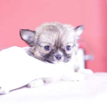 チワワ(ロング)【愛知県・男の子・2024年10月30日・レッド&ホワイト】の写真「チワワアワード全国１～３位💗計１２冠」