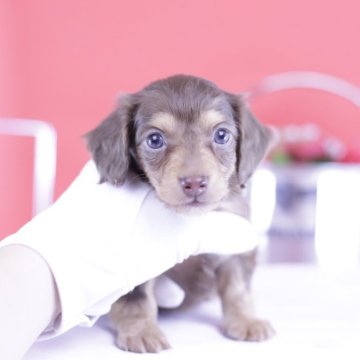 ミニチュアダックスフンド(ロング)【愛知県・男の子・2025年2月17日・チョコイエロー】の写真「ブリーダーアワード💗全国1~3位💗累計38冠」