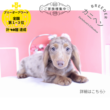 カニンヘンダックスフンド(ロング)【愛知県・男の子・2025年9月19日・チョコダップル】の写真「ブリーダーアワード💗全国１～３位💗累計40冠」