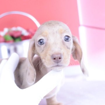 ミニチュアダックスフンド(スムース)【愛知県・女の子・2025年6月24日・チョコダップル☆】の写真「ブリーダーアワード💗全国１～３位💗累計40冠」