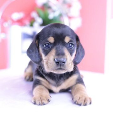 カニンヘンダックスフンド(スムース)【愛知県・女の子・2025年10月17日・ブラックタン】の写真「ブリーダーアワード💗全国１～３位💗累計40冠」