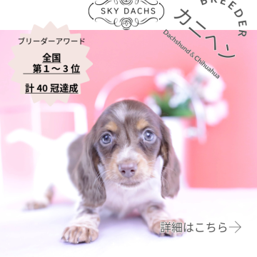 カニンヘンダックスフンド(ロング)【愛知県・女の子・2025年9月19日・チョコタンパイボールド♡】の写真「ブリーダーアワード💗全国１～３位💗累計40冠」