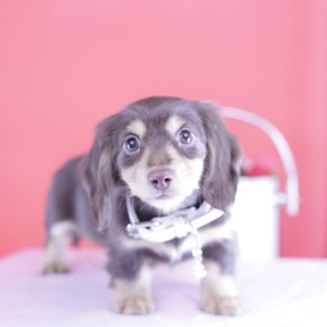 カニンヘンダックスフンド(ロング)【愛知県・女の子・2025年1月7日・チョコイエロー♡】の写真「ブリーダーアワード💗全国１～３位💗累計38冠」