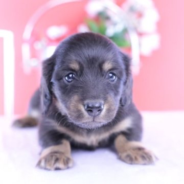 カニンヘンダックスフンド(ロング)【愛知県・男の子・2025年10月15日・ブラックタン】の写真「ブリーダーアワード💗全国１～３位💗累計40冠」