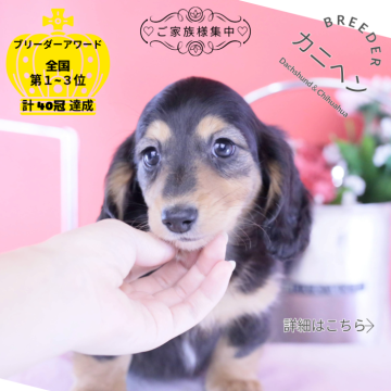 カニンヘンダックスフンド(ロング)【愛知県・女の子・2025年10月15日・ブラックタン♡】の写真「ブリーダーアワード💗全国１～３位💗累計40冠」