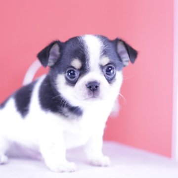 チワワ(スムース)【愛知県・男の子・2025年1月29日・ホワイト&ブラックタン】の写真「ブリーダーアワード💗全国１～３位💗累計38冠」