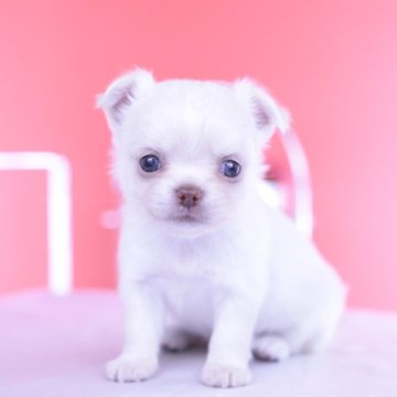 チワワ(ロング)【愛知県・女の子・2025年7月6日・ホワイト】の写真「ブリーダーアワード💗全国１～３位💗累計40冠」