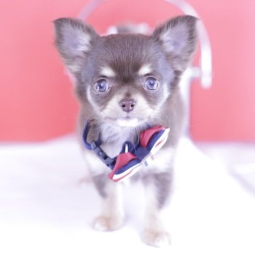 チワワ(ロング)【愛知県・女の子・2025年2月22日・チョコタン】の写真「ブリーダーアワード💗全国１～３位💗累計38冠」