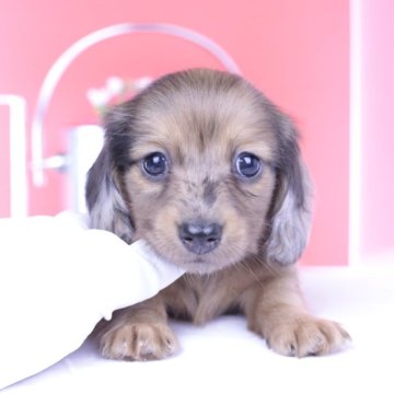 ミニチュアダックスフンド(ロング)【愛知県・女の子・2025年8月15日・レッドダップル】の写真「ブリーダーアワード💗全国１～３位💗累計40冠」