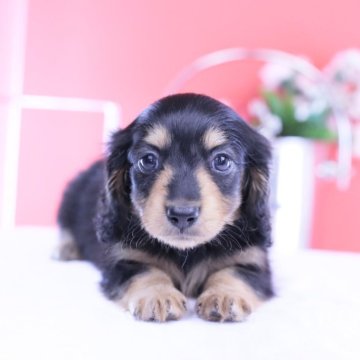 カニンヘンダックスフンド(ロング)【愛知県・女の子・2025年9月22日・ブラックタン♡】の写真「ブリーダーアワード💗全国１～３位💗累計38冠」