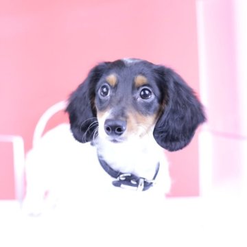 ミニチュアダックスフンド(ロング)【愛知県・男の子・2025年3月8日・ブラックタンパイボールド】の写真「ブリーダーアワード💗全国１～３位💗累計40冠」