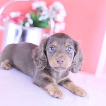 カニンヘンダックスフンド(ロング)【愛知県・男の子・2025年9月22日・チョコタン】の写真「ブリーダーアワード💗全国１～３位💗累計40冠」